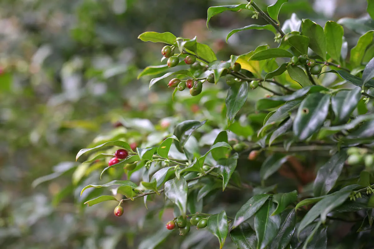 サルココッカとは｜育て方がわかる植物図鑑｜みんなの趣味の園芸（NHK