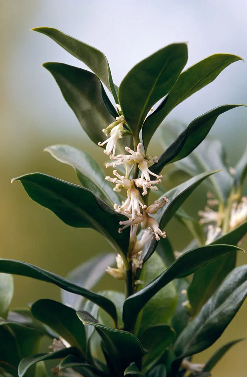 サルココッカ(スウィートボックス) サルココッカの特徴・実用例・通販