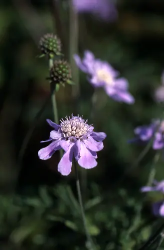 スカビオサの種類（原種、品種）｜植物図鑑｜みんなの趣味の園芸（NHK
