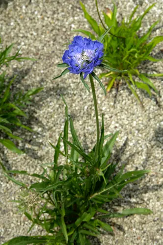 スカビオサとは・基本情報｜育て方がわかる植物図鑑｜みんなの趣味の