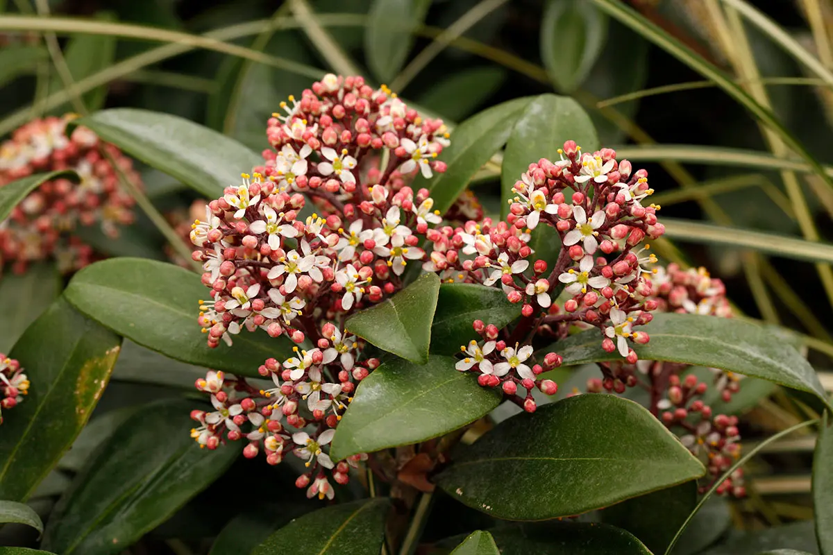 スキミア（ミヤマシキミ）の種類（原種、品種）｜植物図鑑｜みんなの