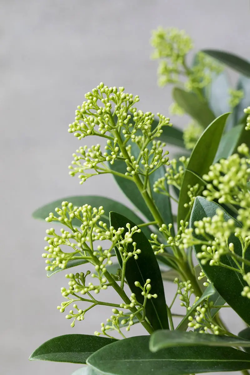 スキミア（ミヤマシキミ）の種類（原種、品種）｜植物図鑑｜みんなの