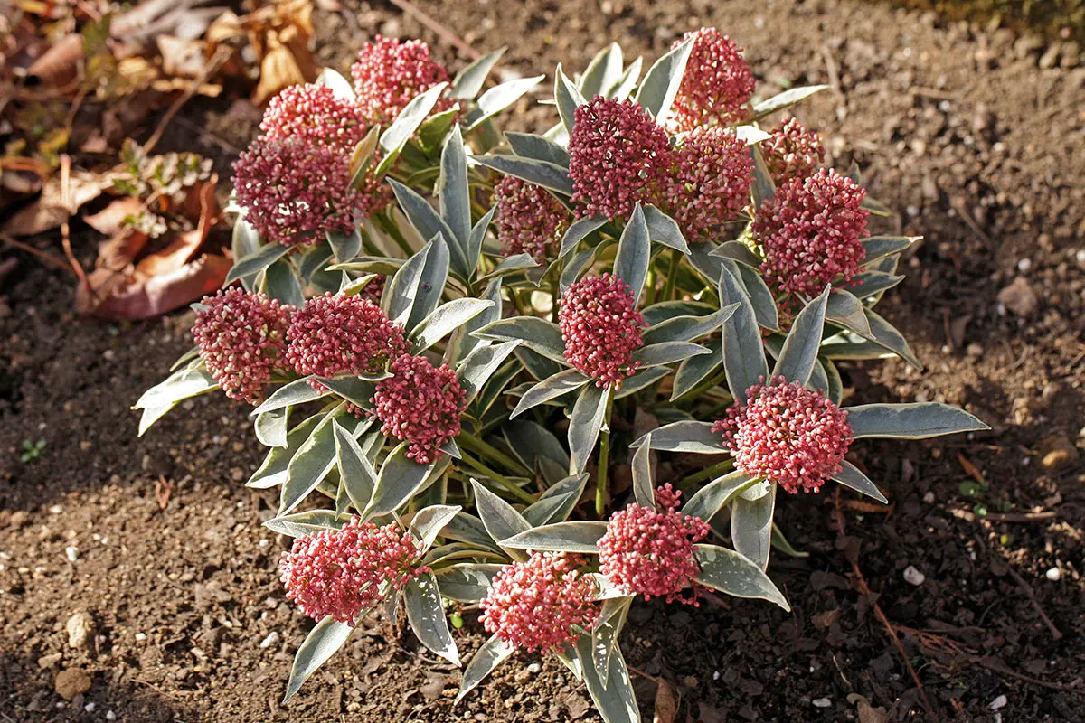 スキミア（ミヤマシキミ）の種類（原種、品種）｜植物図鑑｜みんなの