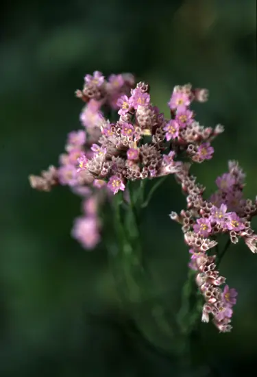 スターチスの種類（原種、品種）｜植物図鑑｜みんなの趣味の園芸（NHK