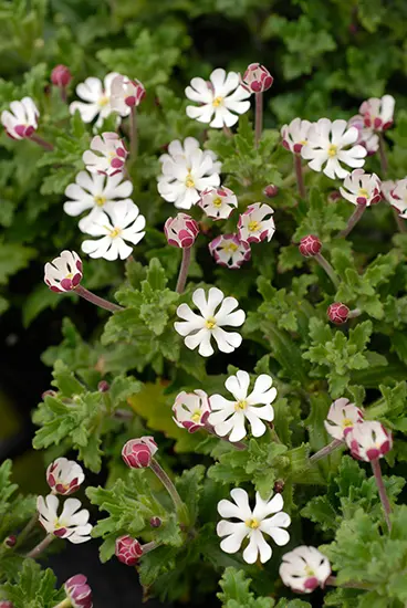 ザルジアンスキアとは｜育て方がわかる植物図鑑｜みんなの趣味の園芸