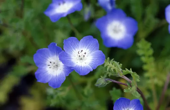 ネモフィラの種類（原種、品種）｜植物図鑑｜みんなの趣味の園芸（NHK