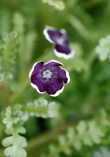 ネモフィラの種類（原種、品種）｜植物図鑑｜みんなの趣味の園芸（NHK