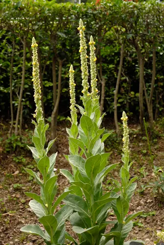Verbascum densiflorumバーバスカム デンシフロラム苗 バーバスカムとは｜育て方がわかる植物図鑑｜みんなの趣味の園芸（NHK