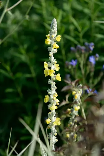 バーバスカムの種類（原種、品種）｜植物図鑑｜みんなの趣味の園芸