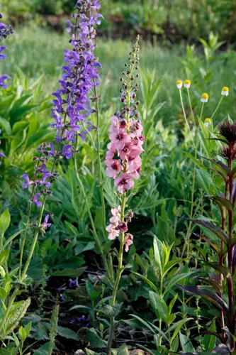 バーバスカムの種類（原種、品種）｜植物図鑑｜みんなの趣味の園芸
