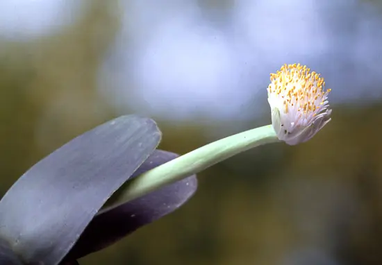 ハエマンサスの種類（原種、品種）｜植物図鑑｜みんなの趣味の園芸