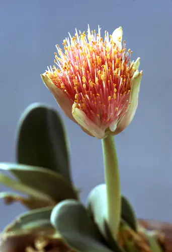 ハエマンサス　#33 ハエマンサスの種類（原種、品種）｜植物図鑑｜みんなの趣味の園芸