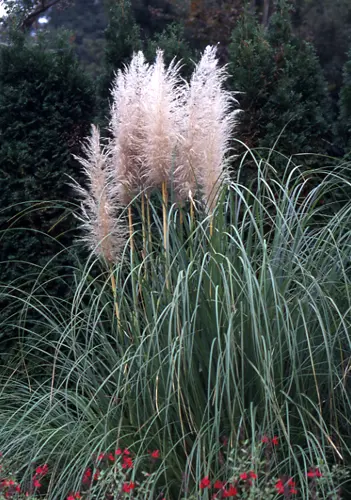 パンパスグラスの種類（原種、品種）｜植物図鑑｜みんなの趣味の園芸