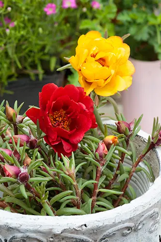 マツバボタンの種類（原種、品種）｜植物図鑑｜みんなの趣味の園芸