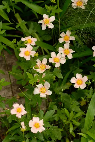 マルバストラム   確認用です（╹◡╹）♡ 00000000796_001.jpg