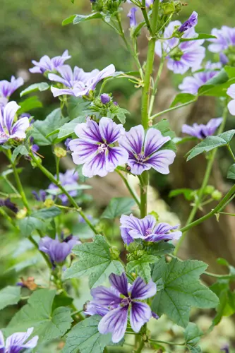マロウの種類（原種、品種）｜植物図鑑｜みんなの趣味の園芸（NHK出版）