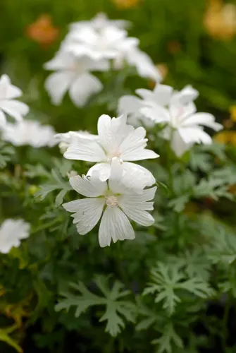 マロウの種類（原種、品種）｜植物図鑑｜みんなの趣味の園芸（NHK出版）