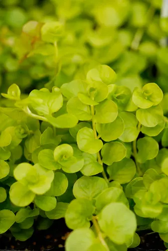 リシマキアの種類（原種、品種）｜植物図鑑｜みんなの趣味の園芸（NHK