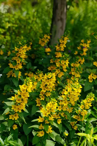 リシマキアの種類（原種、品種）｜植物図鑑｜みんなの趣味の園芸（NHK