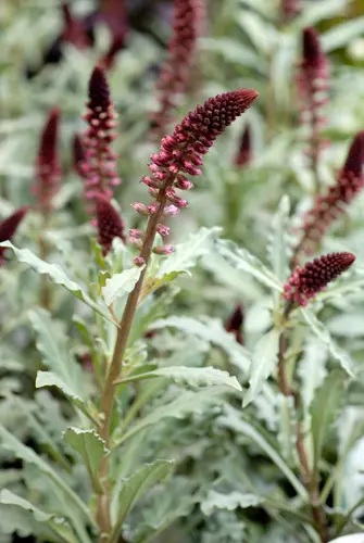 リシマキアの種類（原種、品種）｜植物図鑑｜みんなの趣味の園芸（NHK