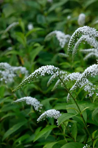 リシマキアの種類（原種、品種）｜植物図鑑｜みんなの趣味の園芸（NHK