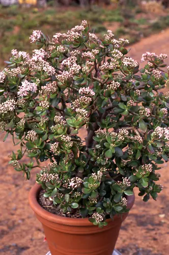 金のなる木の種類（原種、品種）｜植物図鑑｜みんなの趣味の園芸（NHK