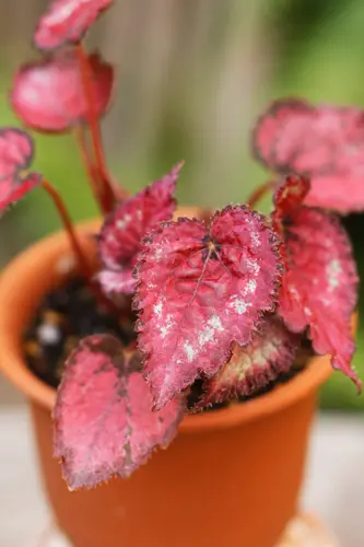 根茎性ベゴニアとは｜育て方がわかる植物図鑑｜みんなの趣味の園芸