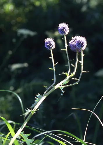 アザミの仲間とは｜育て方がわかる植物図鑑｜みんなの趣味の園芸（NHK