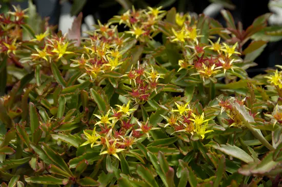キリンソウとは｜育て方がわかる植物図鑑｜みんなの趣味の園芸（NHK出版）