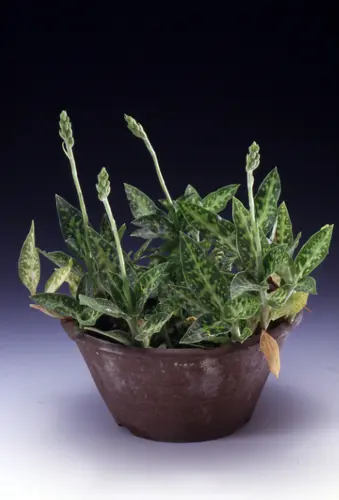 シュスランとは｜育て方がわかる植物図鑑｜みんなの趣味の園芸（NHK出版）