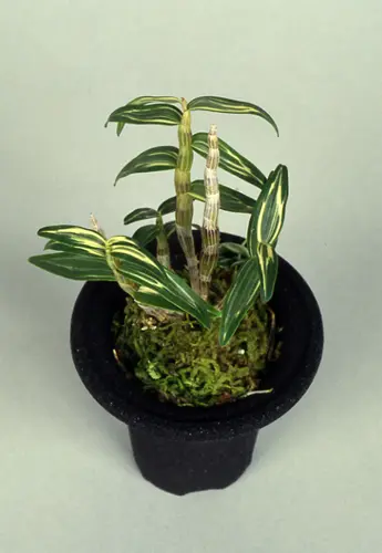 セッコクとは｜育て方がわかる植物図鑑｜みんなの趣味の園芸（NHK出版）