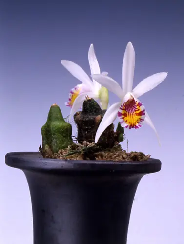 タイリントキソウとは｜育て方がわかる植物図鑑｜みんなの趣味の園芸