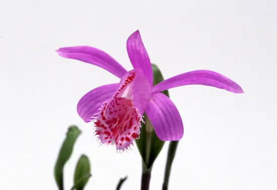 タイリントキソウとは｜育て方がわかる植物図鑑｜みんなの趣味の園芸