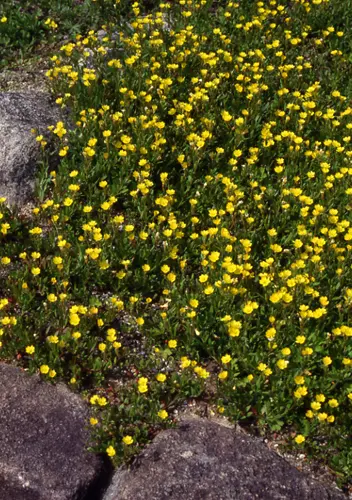 月見草（マツヨイグサの仲間）の種類（原種、品種）｜植物図鑑