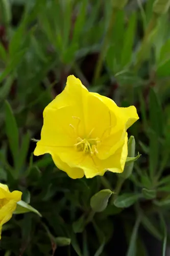 月見草（マツヨイグサの仲間）の種類（原種、品種）｜植物図鑑