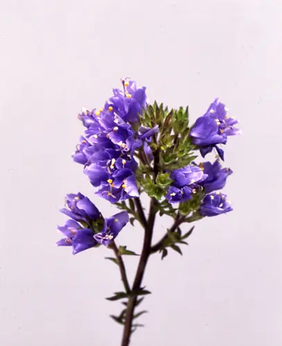 ミヤマハナシノブの種類（原種、品種）｜植物図鑑｜みんなの趣味の園芸