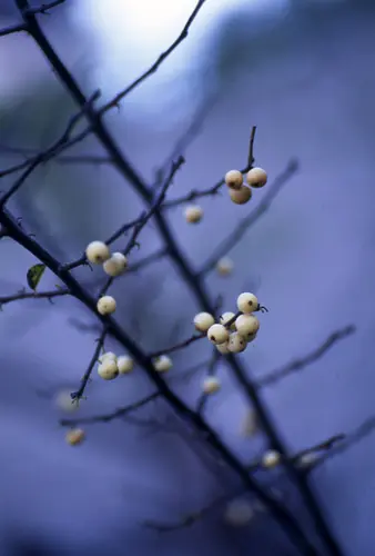 ウメモドキの種類（原種、品種）｜植物図鑑｜みんなの趣味の園芸（NHK