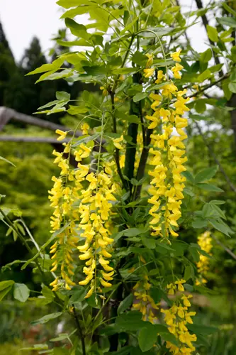 キングサリの種類（原種、品種）｜植物図鑑｜みんなの趣味の園芸（NHK