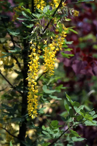キングサリの種類（原種、品種）｜植物図鑑｜みんなの趣味の園芸（NHK