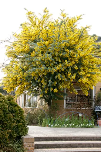 ギンヨウアカシアの種類（原種、品種）｜植物図鑑｜みんなの趣味の園芸