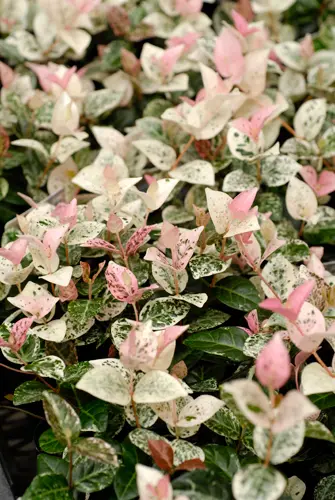 テイカカズラの種類（原種、品種）｜植物図鑑｜みんなの趣味の園芸