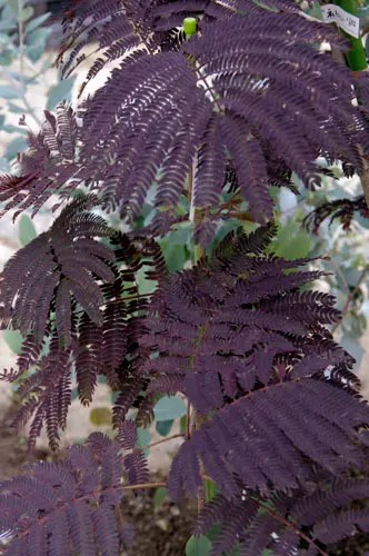 ネムノキ　/ 563 ネムノキ / 563