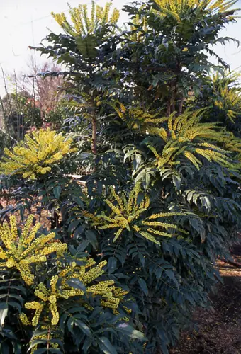 ヒイラギナンテンの種類（原種、品種）｜植物図鑑｜みんなの趣味の園芸