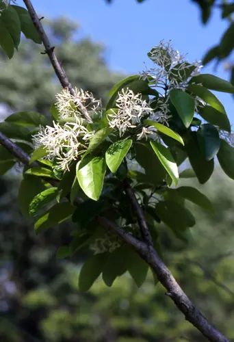 ヒトツバタゴとは｜育て方がわかる植物図鑑｜みんなの趣味の園芸（NHK