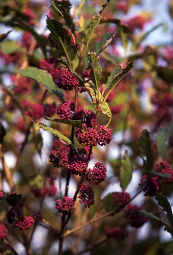 ムラサキシキブ（原種） ムラサキシキブの種類（原種、品種）｜植物図鑑｜みんなの趣味の園芸