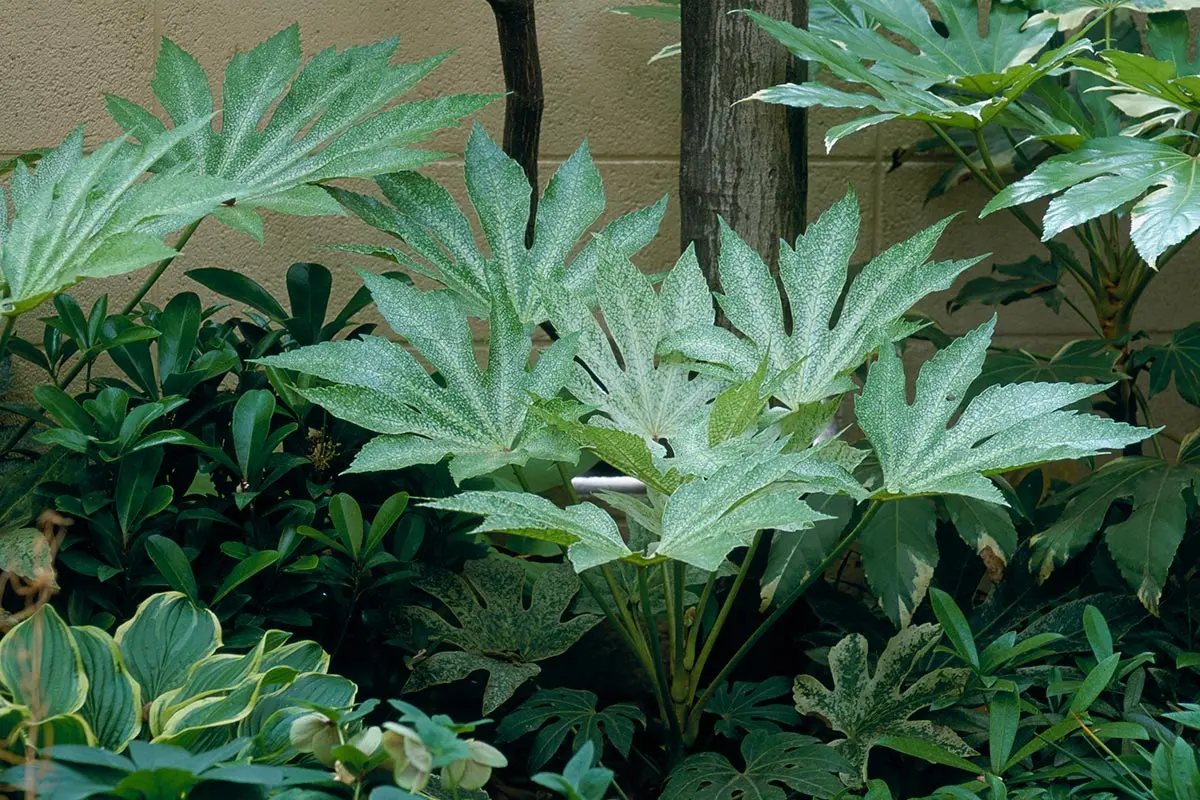 ヤツデの種類（原種、品種）｜植物図鑑｜みんなの趣味の園芸（NHK出版）