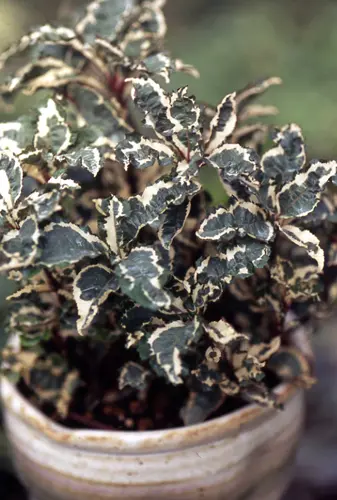 ヤブコウジの種類（原種、品種）｜植物図鑑｜みんなの趣味の園芸（NHK
