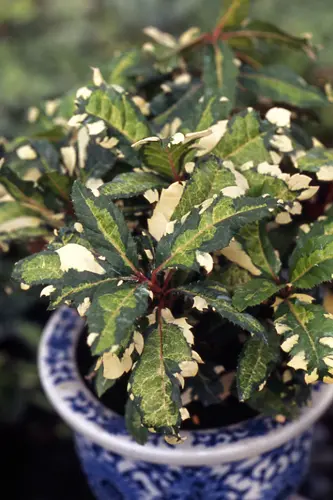 ヤブコウジの種類（原種、品種）｜植物図鑑｜みんなの趣味の園芸（NHK
