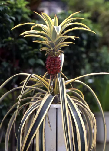 パイナップルの種類（原種、品種）｜植物図鑑｜みんなの趣味の園芸