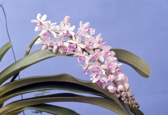 リンコスティリスの種類（原種、品種）｜植物図鑑｜みんなの趣味の園芸